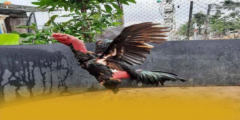 Tìm hiểu BET168 - Nhà cái đẳng cấp trên thị trường